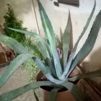 تعدای گل آپارتمانی و گل کاکتوس