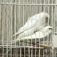 جفت مرغ عشق پروانه ای آلبینو مولد