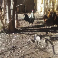 مرغ گلین نیمچه و لاری گلین|حیوانات مزرعه|رفسنجان, |دیوار