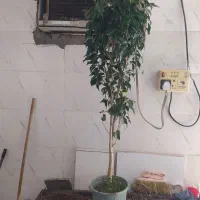 گل و گیاه بنجامین ابلق|گل و گیاه طبیعی|اهواز, سیصد دستگاه|دیوار