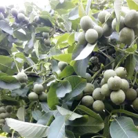 نهالستان بادام و پسته های پربار پالیز|خدمات باغبانی و درختکاری|تفرش, |دیوار