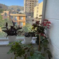 ازگل/۸۴ متر/لابی/سرمایه گذاری