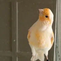 قناری نر مموزاییکی