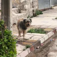 واگذاری پشمالو ناز
