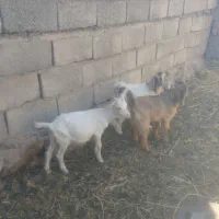 موبایل گوشی بزغاله سانن ودورگ