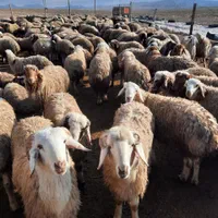 بره بره گوسفند مناسب عید شبانه روزی|عمده‌فروشی|شاهین‌شهر, فردوسی|دیوار