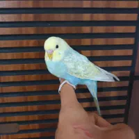 4 عدد مرغ عشق رینبو رام رنگ خاص|پرنده|پاکدشت, پاکدشت (مامازند)|دیوار