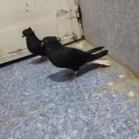 یجفت اشعال نروماده ۱۴پردم