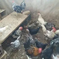 تخم مرغ نطفه دار گلین|حیوانات مزرعه|قم, بیانی|دیوار