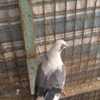 کبوتر|پرنده|تبریز, |دیوار