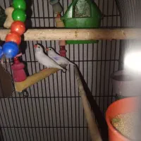 عروس هلندی ،فنچ|پرنده|ماهدشت, |دیوار