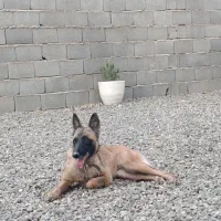 سگ ژرمن مالینویز شناسنامه دار