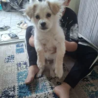 سگ خانگی