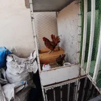 مرغ وخروس سبرایت گلد|حیوانات مزرعه|محمدشهر, زیبادشت|دیوار