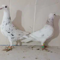 پلنگ. طوقی. ابلق،سار|پرنده|مشهد, آیت الله کاشانی|دیوار