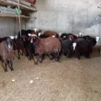 بره نر و ماده سبک