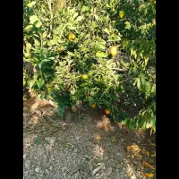 یک-قطعه-زمین-باغی