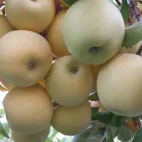 فروش زمین یاباغ مشجر با درختان چند ساله با آب