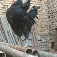 تخم مرغ گلین فول