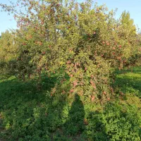 باغ سیب