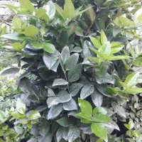 یاس سطل ۱۰|گل و گیاه طبیعی|کلاچای, |دیوار