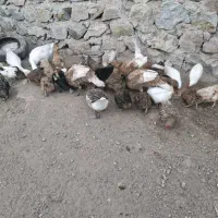 مرغ،بوقلمون،اردک،تخمگذار