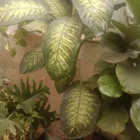 فروش ویژه گل های غولپیکر آپارتمانی