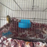 قناری سهره فنچ عروس هلندی|پرنده|شیراز, سعدیه جنوبی|دیوار