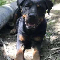 سگ‌ژرمن‌روتفایلر‌پیتبول‌سراب