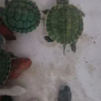 عروسک گو ش قر مز