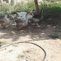 فروش غاز