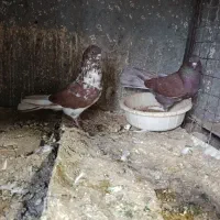 چند جفت کبوتر نرو ماده همگی عالی
