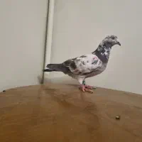 کفتر یا کبوتر پرشی