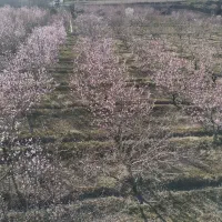 باغ|فروش زمین و ملک کلنگی|سراب, |دیوار