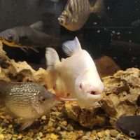 فروش آکواریوم ایتالیایی+تمام تجهیزات+ماهی های برند|ماهی|اردبیل, |دیوار