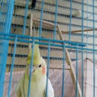 عروس هلندی