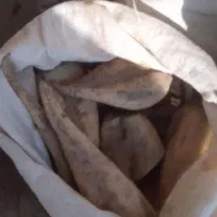 چغندر|خوردنی و آشامیدنی|قوچان, |دیوار