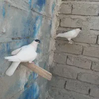 کفتر افغانی