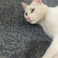 گربه|گربه|سیرجان, |دیوار