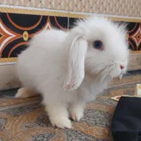 خرگوش لوپ معاوضه با پرنده|موش و خرگوش|بیرجند, |دیوار