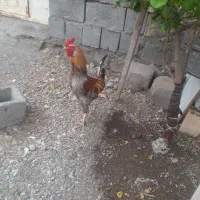 خروس|حیوانات مزرعه|کهنوج, |دیوار