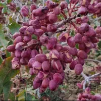 زمین پسته ای مروست