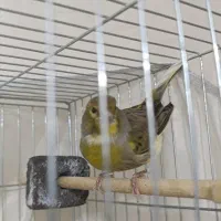 قناری نر وماده