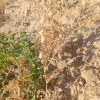 به تعدادی کارگر نیاز منیم