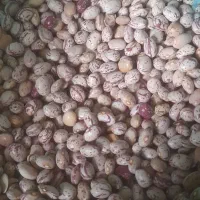 لوبیا چیتی وقرمز