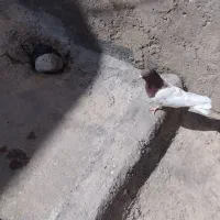 کفتر کله ای نر