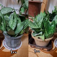 گل های زیبا قیمت مناسب