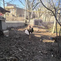 تخم مرغ لاری نژاد دار