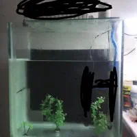 اکواریوم و ماهی