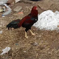 مرغ و خروس لاری
